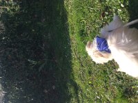 Maltese terrier sahiplendirilecektir