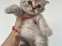 Safkan ve şecereli ırk scottish fold yavru