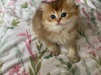 Safkan british longhair yavrular yuva arıyoruz