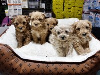 KOYU KAHVE MALTİPOO CİNSİ IRK VE SAĞLIK GARANTİLİ