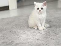 3 Aylık Safkan Brıtısh Shorthaır Yesıl Göz Beyaz Kürk