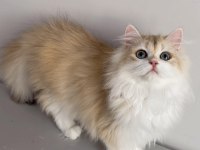 British longhair 5 aylık erkek