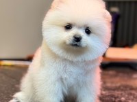 KARBEYAZ DİŞİ POMERANİAN BOO