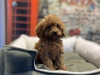 Toy Poodle Güzelliği @petclubadanaa