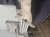 2 yaşında eğitimli kedimiz asıları tam 1 defa doğum yaptı