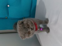 65 günlük scottish fold yavrular eğitimleri tam