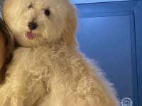 Maltipoo Dişi kısır 7 aylık