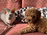 AİLE ORTAMINDA BÜYÜMÜŞ YAVRU KÖPEKLER