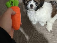 KÖPEĞİMİZ RİO YUVA ARIYOR