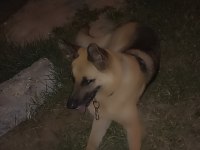 Kangal köpeği ve alman kurdu