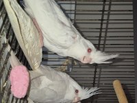 Albino Sultan Papağanı Yavrular Ve Rs Pied Erkek