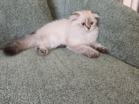 British Longhair Prenses Yuvasını Arıyor