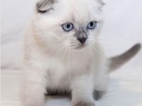 Orijinal Kıvrık Kulak Scottish Fold