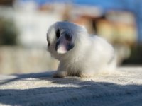 Teddy Lop tavşanı yavrular Sahiplendirilecek