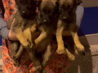 Safkan Belçika Malinois Yavrular
