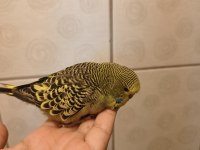 JUMBO muhabbet kuşu bebişler