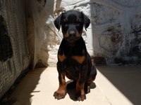 Doberman yavrularımız