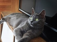 15 Aylık Dişi British Shorthair İsmi Lena