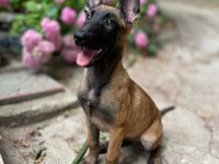 Ruhsatlı köpek çifliğinden B Kurdu yavrular a scrli