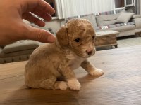 Çok Tatlı Orijinal Toy Poodle Yavruları