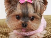 Yorkshire Terrier Yavrular Mükemmel Güzellik