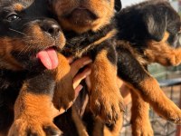 Rottweiler