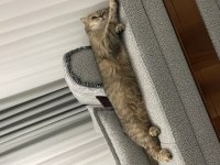 Scottish fold dişi kedimiz nadir tüy rengine sahip
