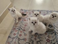A KALİTE AYI SURAT BRİTİSH YAVRULAR