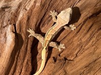 CRESTED GECKOLAR