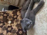 British shorthair kedisi