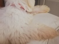 MALTESE TERRİER PAŞA