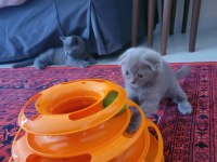 2 aylık dişi güzeller güzeli yavru scottish fold