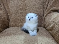 Scottish fold shorthair lynx point oğlumuz