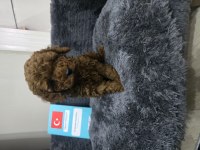 DİŞİ TOY POODLE