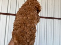 2 AYLIK ERKEK/DİŞİ TOY POODLE