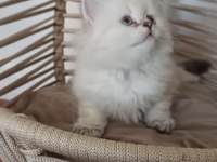 British longhair saf kan yavru