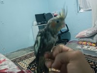 Yavru sultan papağanı