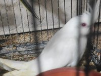 Sultan papağan albino lutini wi-fi yavru