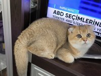 Golden Scottish Fold Erkek Yavru