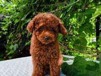 Irk Garantili Kore Kan Red Brown Toy Poodle