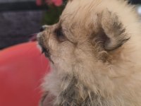Bu pomeranian güzellikler sahiplendirmek için sizi bekliyor