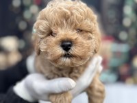 Mini Boy Maltipoo Sahibini Bekliyor