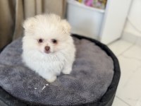 Beyaz pomeranian çocuğu