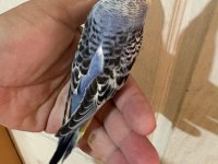 33 günlük KONUŞTURMALIK BEBEK MUHABBET KUŞLAR