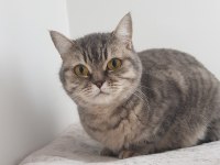 Evimizin Fındık burunlusu British Shorthair