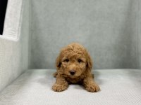 Minik toy poodle bebeleri
