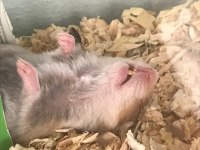 Sağlıklı yavru hamster