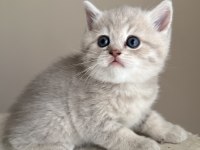 3 aylık erkek british shorthair