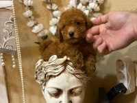 Küçük poodle prensesler