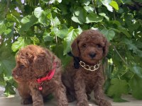 SAĞLIK VE IRK GARANTİLİ TOY POODLE YAVRULARIMIZ